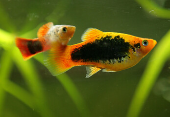 Platy tropical fish