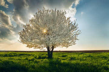 Wall Mural - White flowering cherry tree in the middle in a green field at sunset.