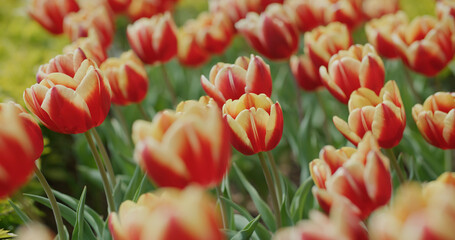 Canvas Print - Red tulip flower garden park