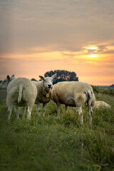 Poster - Selective focus shot of sheep in the meadow during the sunset