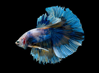 Wall Mural - Colorful with main color of blue and pink betta fish, Siamese fighting fish was isolated on black background.