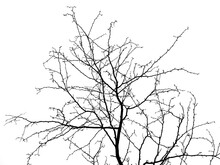 Silhouette Of Tree Without Foliage In Winter, Black White Picture