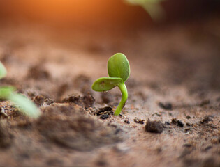 A seedling sprout growing from soil.