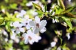 wiosenny biały kwiatek