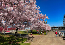Flowering Cherry Trees Along The Willamette River Boardwalk In Portland, Oregon.