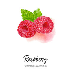 Wall Mural - Raspberry watercolor illustration isolated on splash background