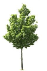 Beautiful green tree isolated on white background