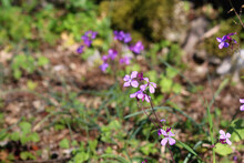 Wild Purple Flowers Growing In The Field. Selective Focus. 