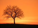 Fototapeta Sawanna - Baum im Sonnenuntergang