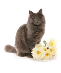 Poster - cat with white flowers cutout on a white background