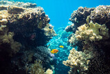 Fototapeta Do akwarium - Sea goldie fish couple with his frys