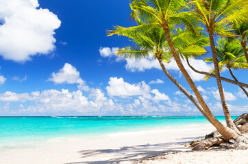 Wall Mural - Coconut Palm trees on white sandy beach in Punta Cana, Dominican Republic.