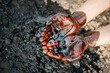 Caucasian hands cupped with black crude oil. Oil spilled on the ground. copy space