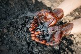 Fototapeta Łazienka - Caucasian hands cupped with black crude oil. Oil spilled on the ground. copy space