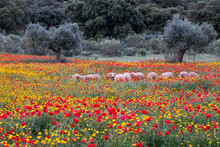 Sheep In A Field Of Red Poppies And Yellow Daisies With Trees In The Background