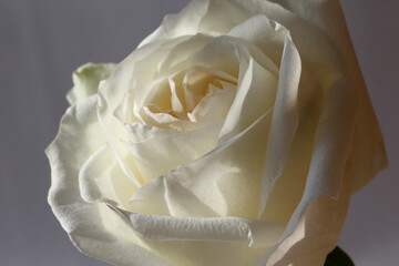 macro photography of a isolated white rose on a gray background, studio shoot