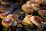 Fototapeta  - A close up of mushrooms in the garden