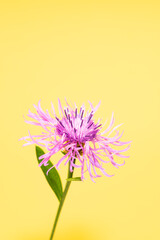 Poster - Centaurea jacea