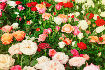 Wall Mural - Background of beautiful red, white and orange roses blooming in the garden during spring