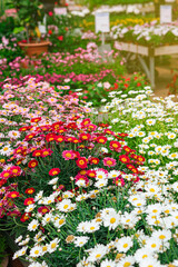 Wall Mural - Background of beautiful red, white and pink daisies blooming in the garden center during spring