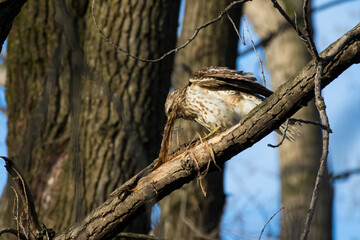 Poster - Nesting red shouldered hawk (Buteo lineatus) 