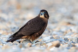 Fototapeta Do pokoju - Immature Kārearea New Zealand Falcon