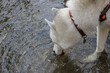 Closeup shot of a dog drinking from a pond