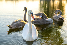 White And Gray Swans Swimming On Lake Water In Summer.