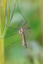 Closeup Of The Spotted Crane Fly, Nephrotoma Appendiculata Against A Green Background