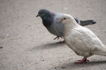 Wall Mural - White and grey, local pigeons standing on the concrete pavement during the midday