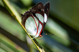 Fototapeta Sypialnia - mariposa en estación de otoño
