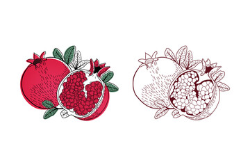 Set of pomegranate fruit vintage design template. Botanical fruit. Engraved pomegranate. Vector illustration