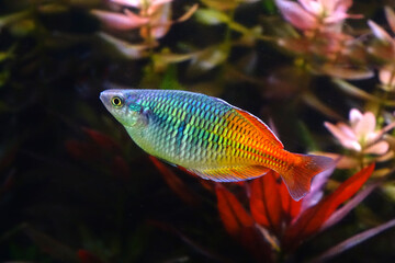 Wall Mural - Aquarium fish : Boesemani rainbow fish