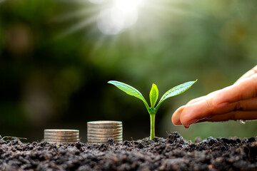 Hands are watering plants growing on the ground and stacked coins, financial and business success ideas.