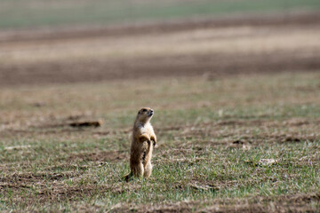 Wall Mural - Prairie dog on alert for predators in the Badlands of South Dakota