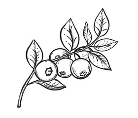 Wall Mural - Hand drawn sketch black and white blueberry branch, fruit, leaf. Vector illustration. Elements in graphic style label, card, sticker, menu, package. Engraved style.