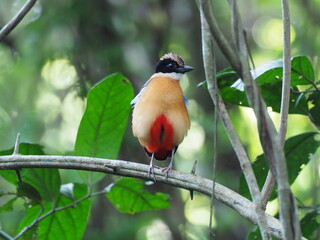 Wall Mural - The Blue-winged Pitta (Pitta megarhyncha) is a species of passerine bird in the family Pittidae native to the eastern Indian Subcontinent and western Southeast Asia.Bird of Thailand.