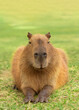 Smiling capybara lying on the grass, at the golden hour of the sunset, chilling.