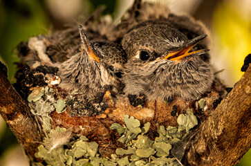 Two fledgling baby hummingbirds in a nest looking at camera