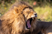 African Lion Yawning In Sydney Zoo