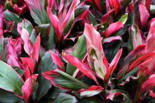 Red, Green And White Color Foliage Of Ti-Plant 'Bolero'