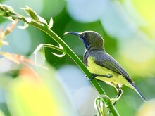 Sunbird Free Stock Photo - Public Domain Pictures