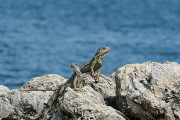 Poster - Lizards on rocks near ocean