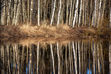 Wall Mural - Reflecting forest on a river. Dramatic forest scenery.