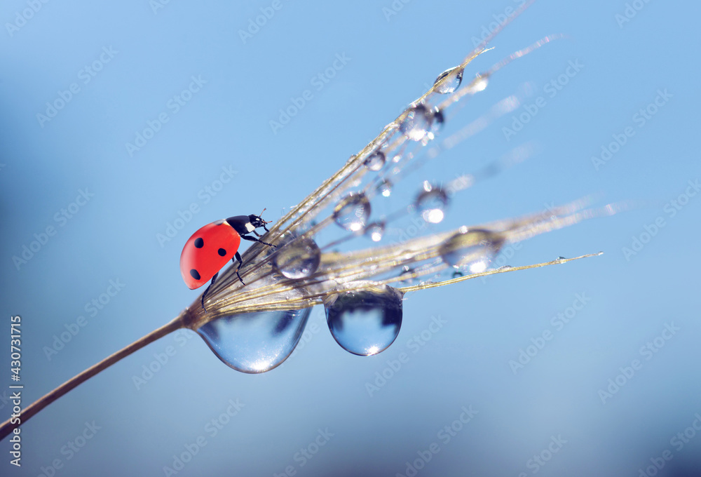 Water drops and ladybug on a dandelion seed close up. Nature background. - obrazy, fototapety, plakaty 