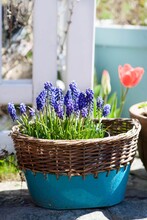 Spring Flowers In The Pot In Te Garden Flowering Muscari Grape Hyacinth And Red Tulip 