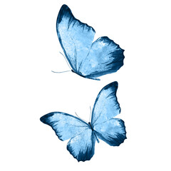 Poster - a set of beautiful blue butterflies isolated on a white background. tropical moths. flying insects for design