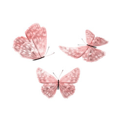 Wall Mural - a set of beautiful red butterflies isolated on a white background. tropical moths. flying insects for design