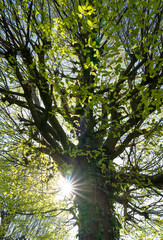 Wall Mural - the sun shining through a tree on a beautiful, spring morning.