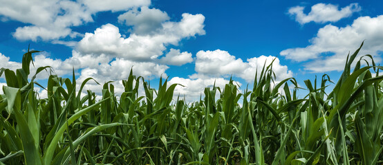 Fotomurales - Cornfield under the blue sky with white clouds. Cultivated corn plantation with unripe green maize crops.